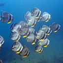 Дайв-сайты Пхукета